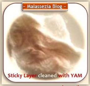 Malassezia and YAM1 MB