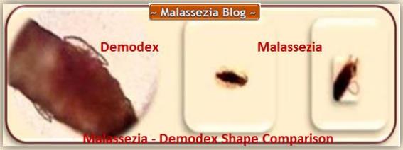 Demodex Malassezia Shape comparison1 MB