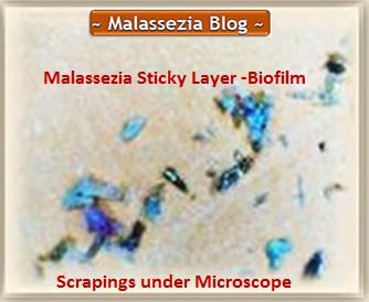 Malassezia  Sticky Layer Scrapings2 MB